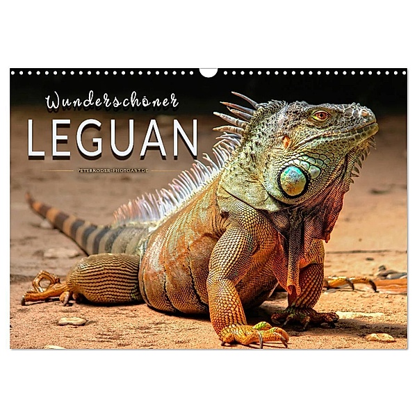Wunderschöner Leguan (Wandkalender 2024 DIN A3 quer), CALVENDO Monatskalender, Peter Roder