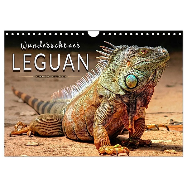 Wunderschöner Leguan (Wandkalender 2024 DIN A4 quer), CALVENDO Monatskalender, Peter Roder