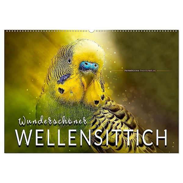 Wunderschöner Wellensittich (Wandkalender 2025 DIN A2 quer), CALVENDO Monatskalender, Calvendo, Peter Roder