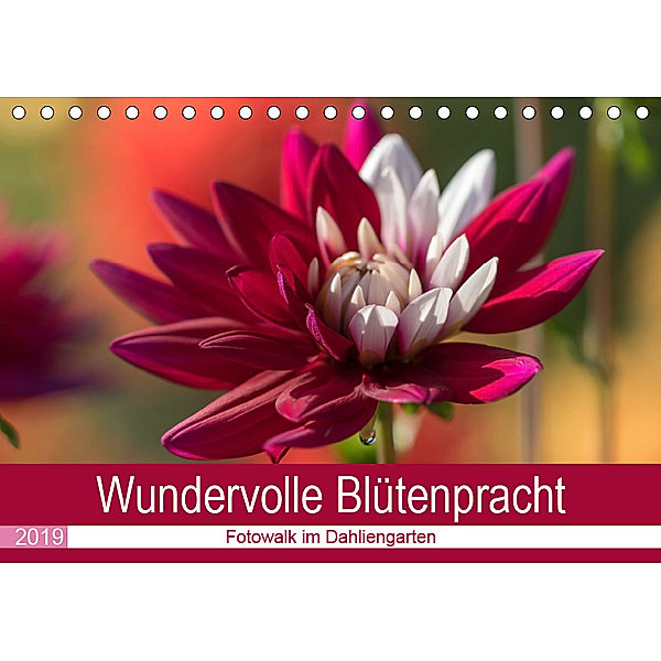 Wundervolle Blütenpracht - Fotowalk im Dahliengarten (Tischkalender 2019 DIN A5 quer), André Teßen