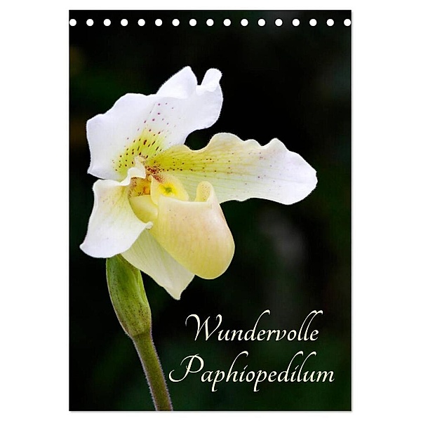 Wundervolle Paphiopedilum (Tischkalender 2024 DIN A5 hoch), CALVENDO Monatskalender, Clemens Stenner