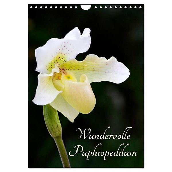 Wundervolle Paphiopedilum (Wandkalender 2024 DIN A4 hoch), CALVENDO Monatskalender, Clemens Stenner