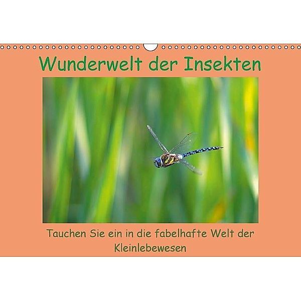 Wunderwelt der Insekten (Wandkalender 2017 DIN A3 quer), Lutz Klapp