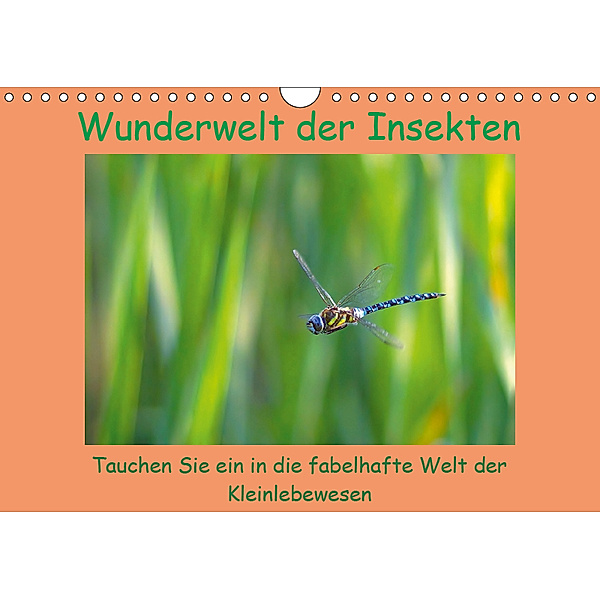 Wunderwelt der Insekten (Wandkalender 2019 DIN A4 quer), Lutz Klapp