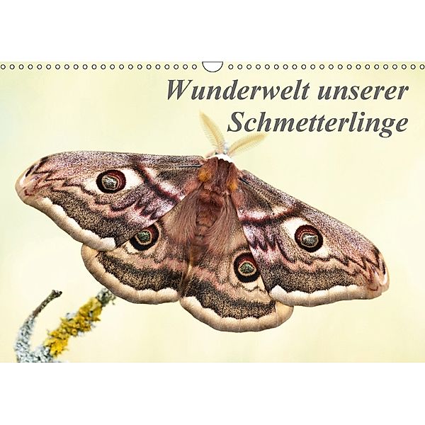 Wunderwelt unserer Schmetterlinge (Wandkalender 2018 DIN A3 quer), Claudia Pelzer