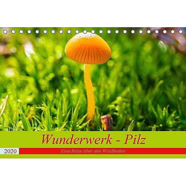 Wunderwerk - Pilz Eine Reise über den Waldboden (Tischkalender 2020 DIN A5 quer), Sven Sommer