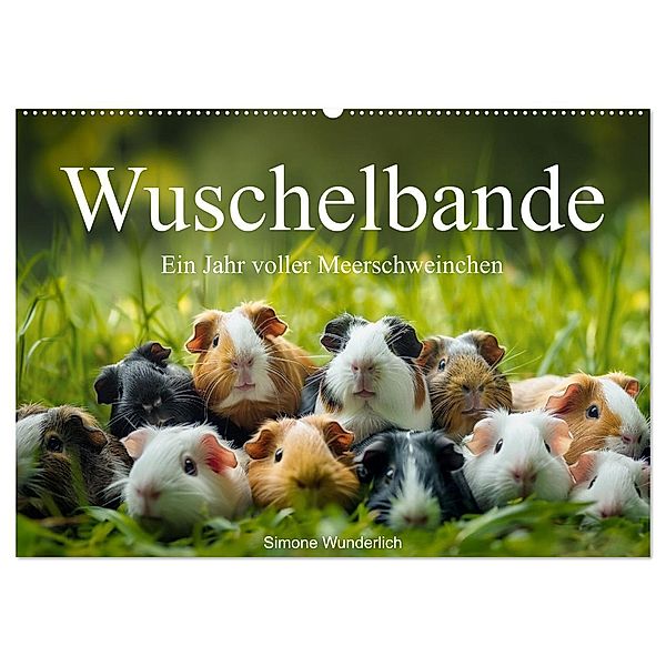 Wuschelbande - Ein Jahr voller Meerschweinchen (Wandkalender 2025 DIN A2 quer), CALVENDO Monatskalender, Calvendo