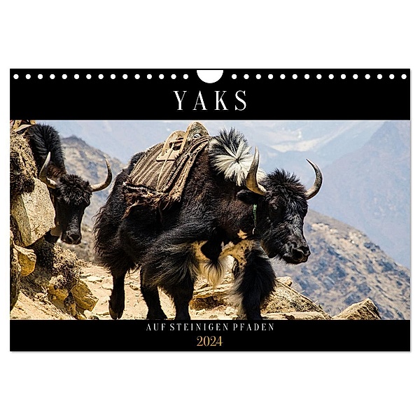 Yaks - auf steinigen Pfaden (Wandkalender 2024 DIN A4 quer), CALVENDO Monatskalender, Renate Utz
