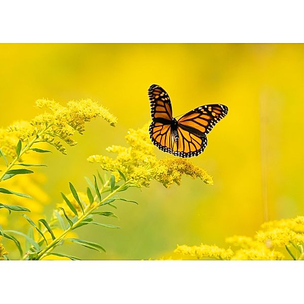 Yellow Butterfly Adventure, Enice Thomas