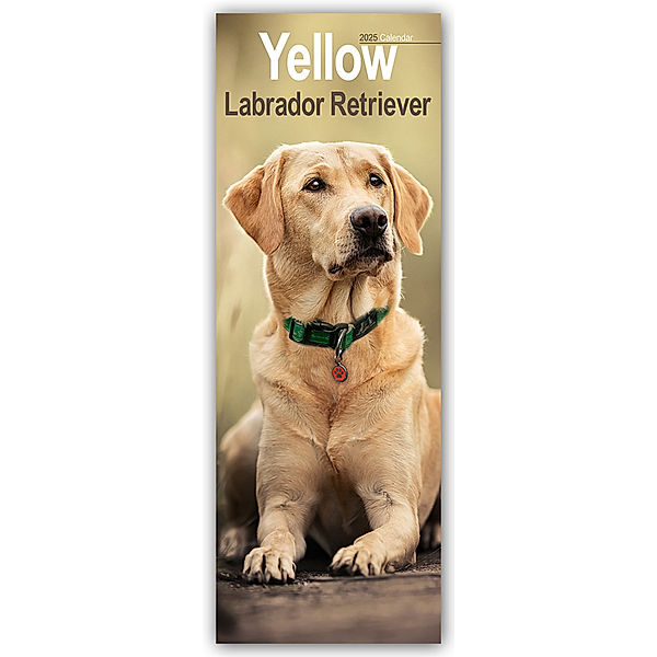 Yellow Labrador Retriever - Gelbe Labrador Retriever 2025, Avonside Publishing Ltd