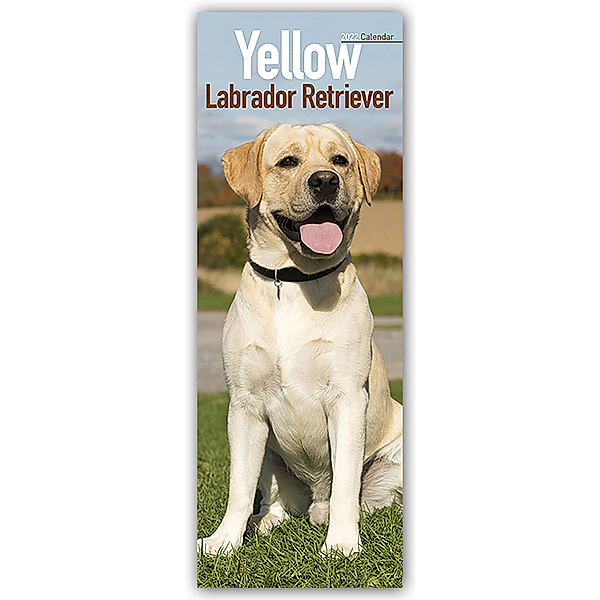 Yellow Labrador Retriever - Gelbe Labradore 2022, Avonside Publishing Ltd