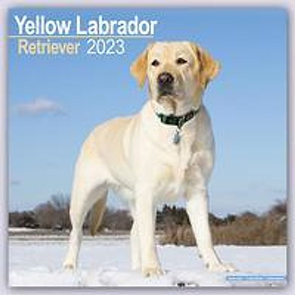 Yellow Labrador Retriever - Gelber Labrador 2023 - 16-Monatskalender, Avonside Publishing Ltd