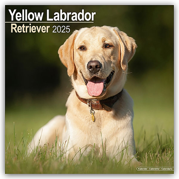 Yellow Labrador Retriever - Gelber Labrador 2025 - 16-Monatskalender, Avonside Publishing Ltd