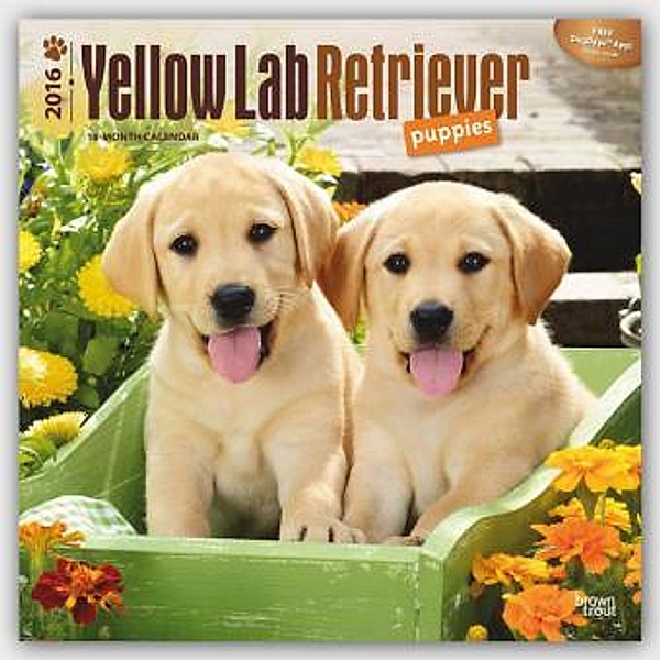 Yellow Labrador Retriever Puppies 2016