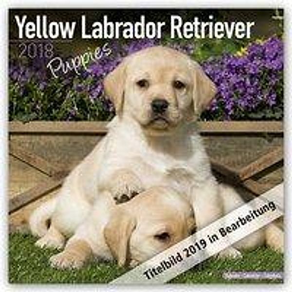 Yellow Labrador Retriever Puppies Calendar 2019, Avonside Publishing Ltd