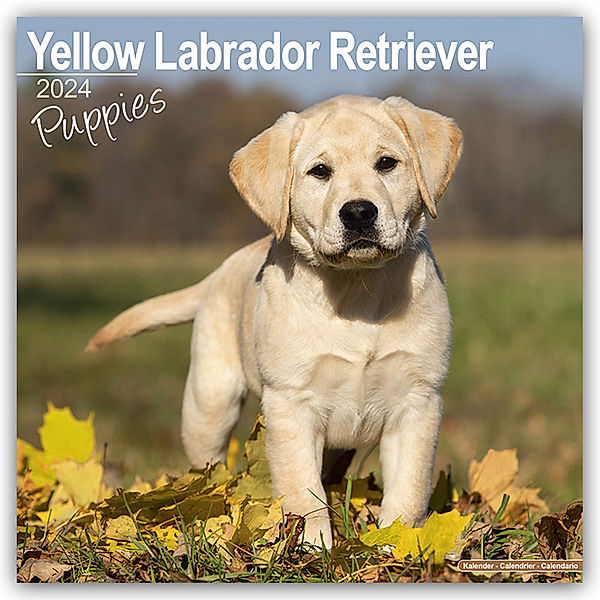Yellow Labrador Retriever Puppies - Weiße Labradorwelpen 2024, Avonside Publishing Ltd