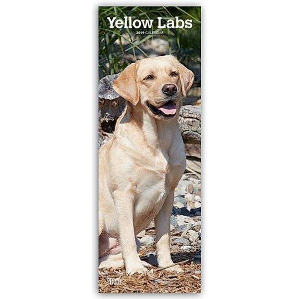 Yellow Labrador Retrievers - Gelbe Labradore 2019