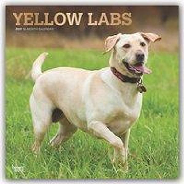 Yellow Labrador Retrievers - Weiße Labradore 2020, BrownTrout Publisher