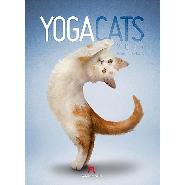 Yoga Cats 2017, Daniel Borris