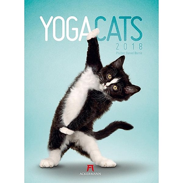 Yoga Cats 2018, Daniel Borris