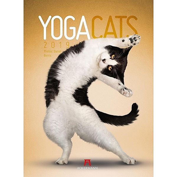 Yoga Cats 2019, Daniel Borris