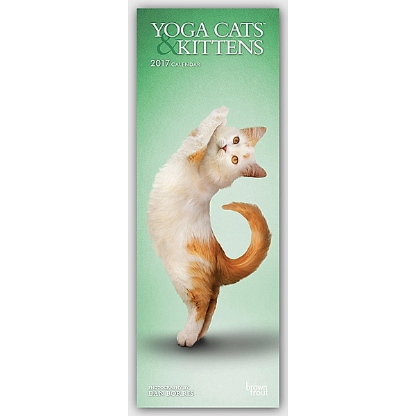Yoga Cats & Kittens 2017
