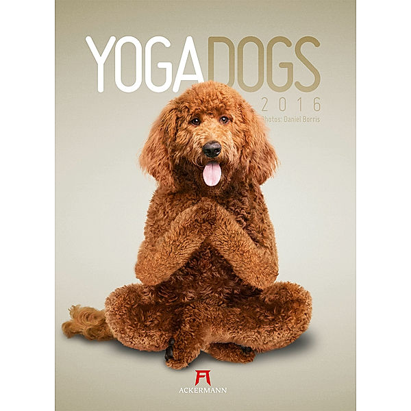 Yoga Dogs 2016, Daniel Borris