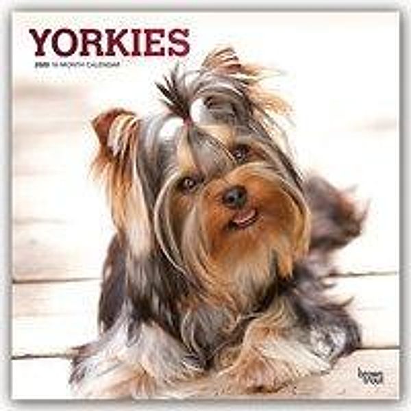 Yorkies - Yorkshire Terrier 2020, BrownTrout Publisher