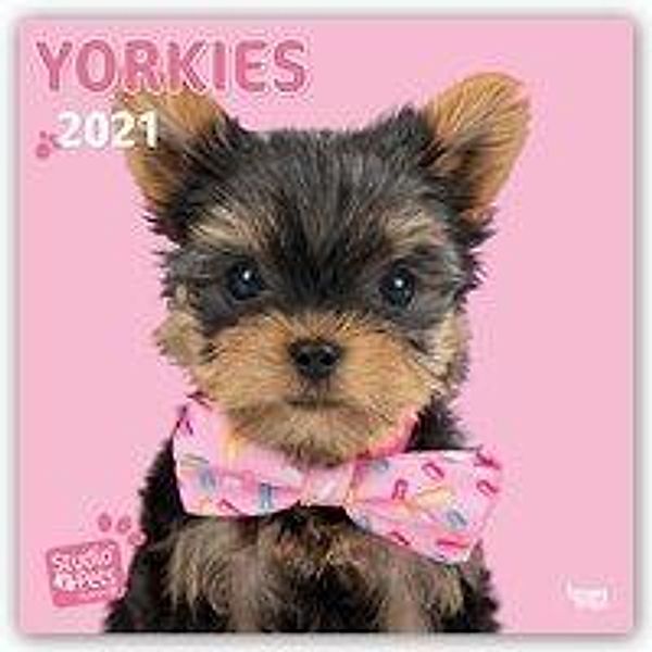 Yorkies - Yorkshire Terrier 2021, Myrna Huijing