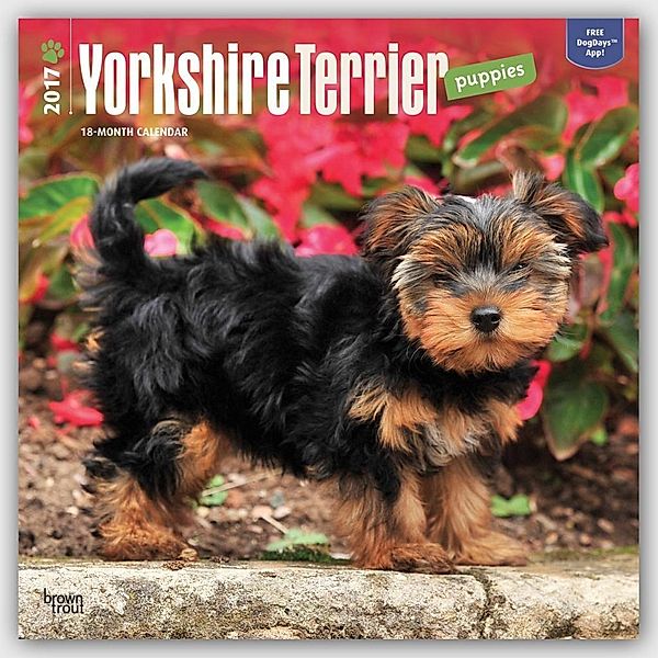 Yorkshire Terrier Puppies 2017 - 18-Monatskalender