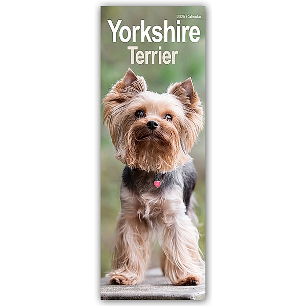 Yorkshire Terrier - Yorkies 2025, Avonside Publishing Ltd