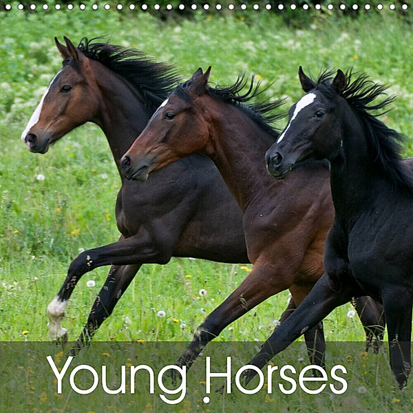Young Horses (Wall Calendar 2023 300 × 300 mm Square), vdp-fotokunst