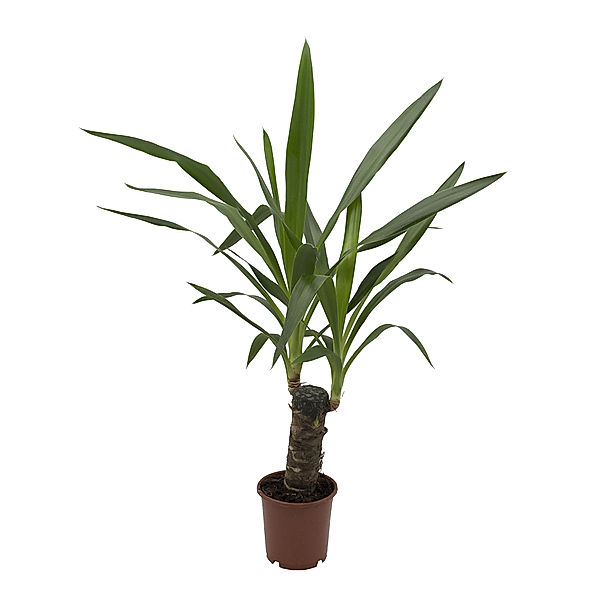 Yucca, 11cm Topf, 30 - 50 cm