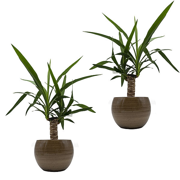 Yucca-Palmen-Duo + Dekotopf Cresto Karamel, 2 Pflanzen + 2 Deko-Töpfe