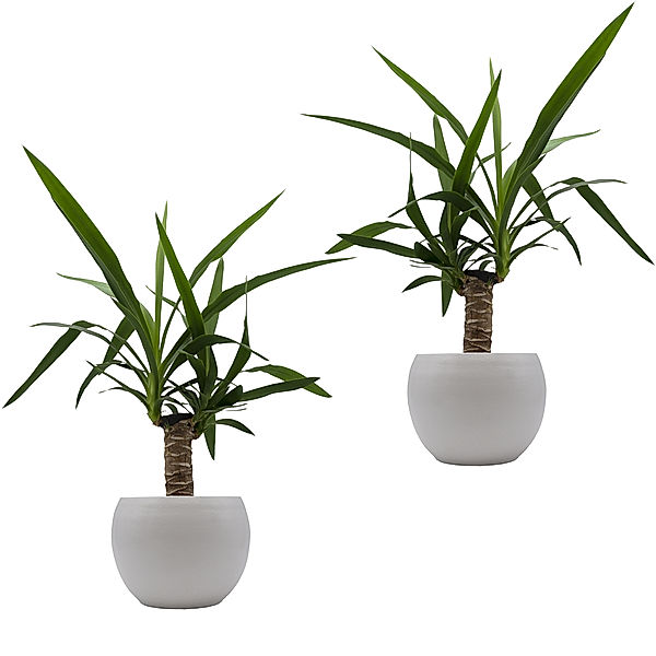 Yucca-Palmen-Duo + Dekotopf Cresto Weiß, 2 Pflanzen + 2 Deko-Töpfe