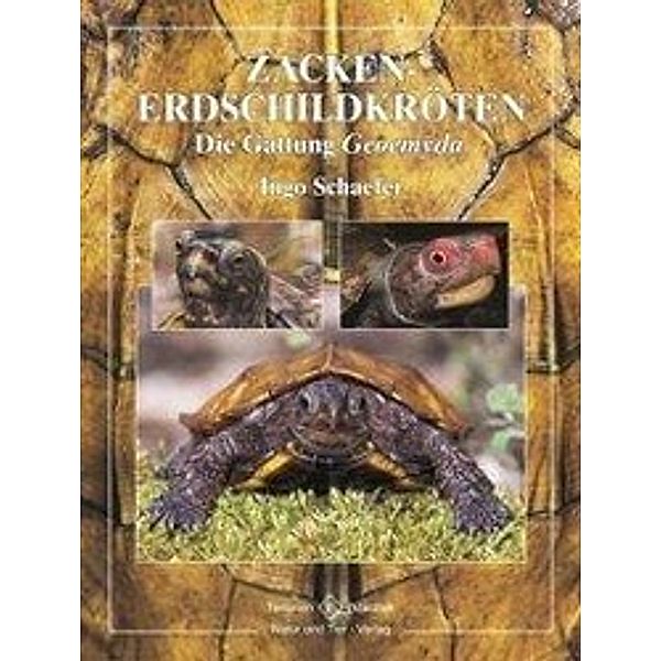 Zacken-Erdschildkröten, Ingo Schaefer