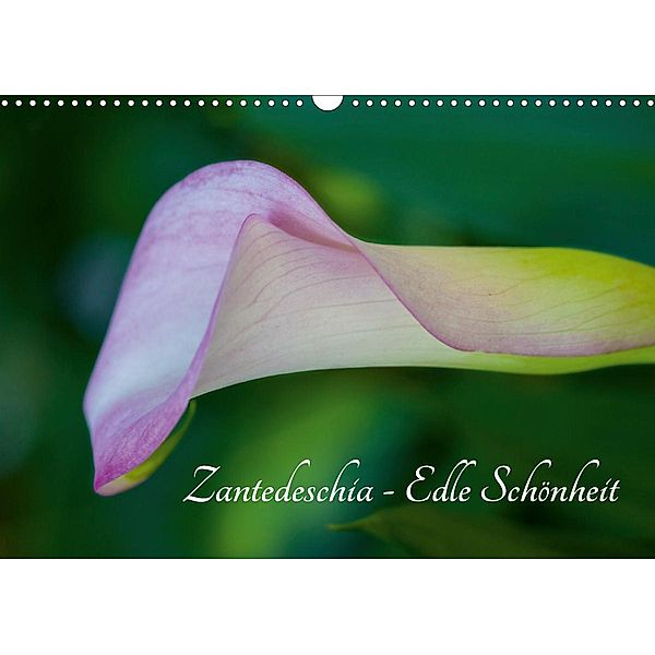 Zantedeschia - Edle Schönheit (Wandkalender 2020 DIN A3 quer), Silvia Drafz