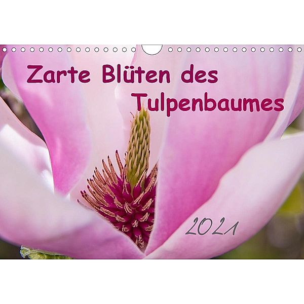 Zarte Blüten des Tulpenbaumes (Wandkalender 2021 DIN A4 quer), Elke Laage