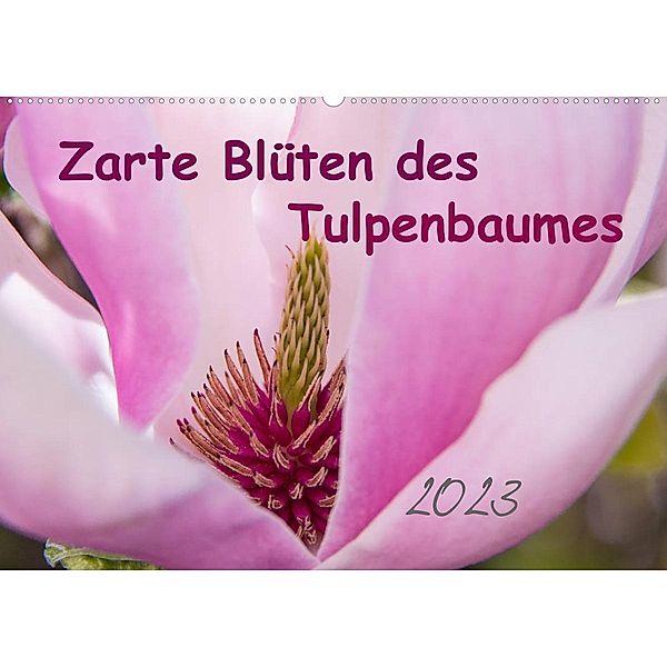 Zarte Blüten des Tulpenbaumes (Wandkalender 2023 DIN A2 quer), Elke Laage