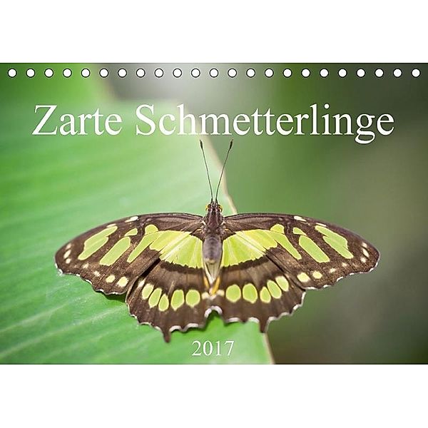 Zarte Schmetterlinge (Tischkalender 2017 DIN A5 quer), Markus Gann (magann), Markus Gann