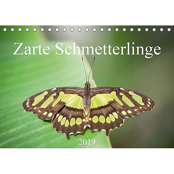 Zarte Schmetterlinge (Tischkalender 2019 DIN A5 quer), Markus Gann