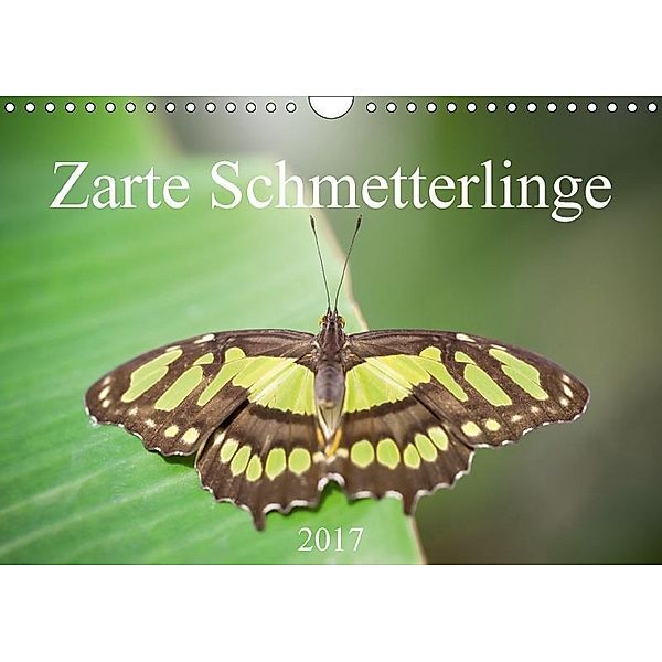 Zarte Schmetterlinge (Wandkalender 2017 DIN A4 quer), Markus Gann (magann), Markus Gann