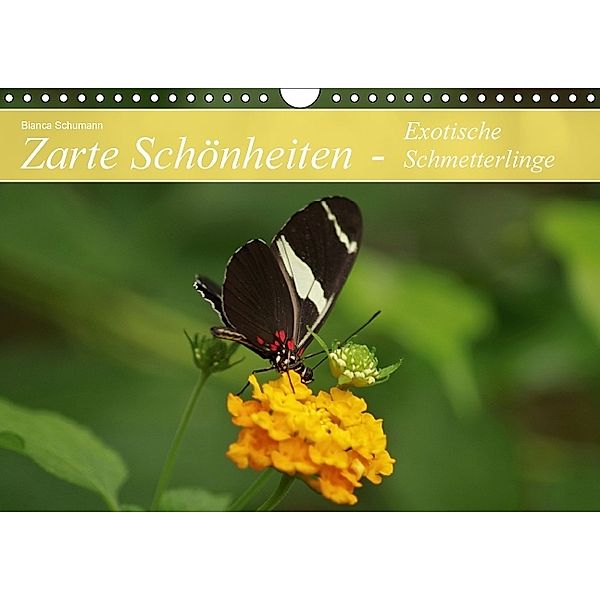Zarte Schönheiten - Exotische Schmetterlinge (Wandkalender immerwährend DIN A4 quer), Bianca Schumann