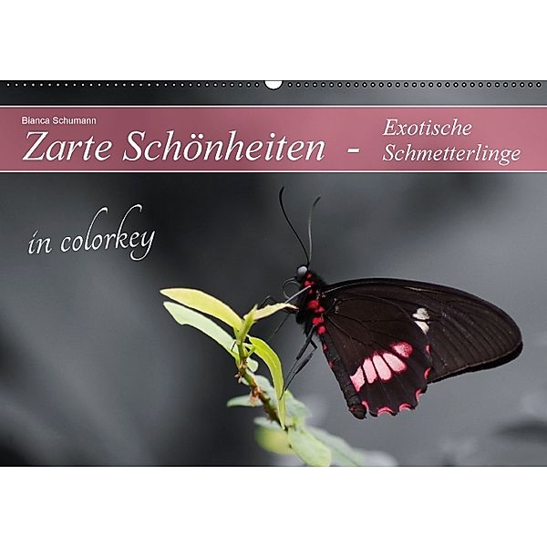 Zarte Schönheiten - Exotische Schmetterlinge in colorkey (Wandkalender immerwährend DIN A2 quer), Bianca Schumann