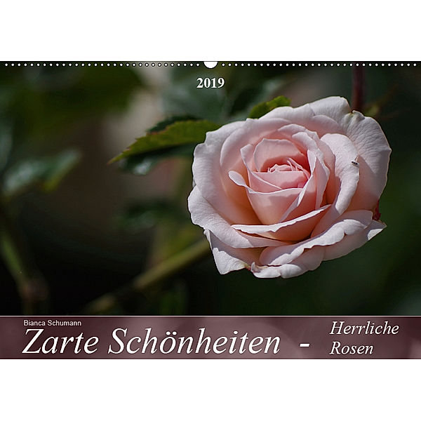 Zarte Schönheiten - Herrliche RosenCH-Version (Wandkalender 2019 DIN A2 quer), Bianca Schumann