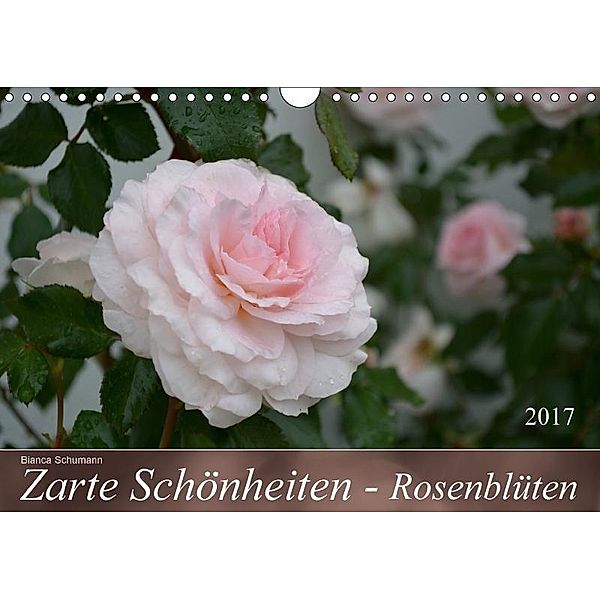 Zarte Schönheiten - RosenblütenAT-Version (Wandkalender 2017 DIN A4 quer), Bianca Schumann