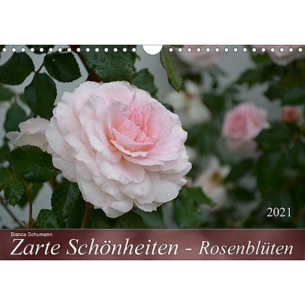 Zarte Schönheiten - RosenblütenAT-Version (Wandkalender 2021 DIN A4 quer), Bianca Schumann