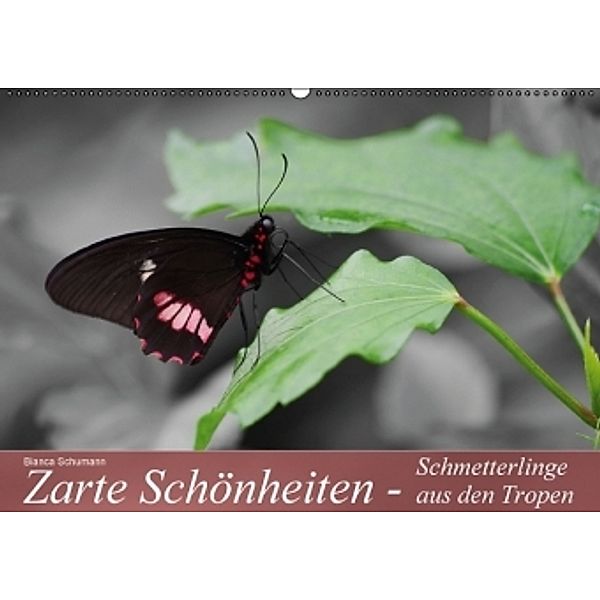 Zarte Schönheiten - Schmetterlinge aus den Tropen AT-Version (Wandkalender 2016 DIN A2 quer), Bianca Schumann