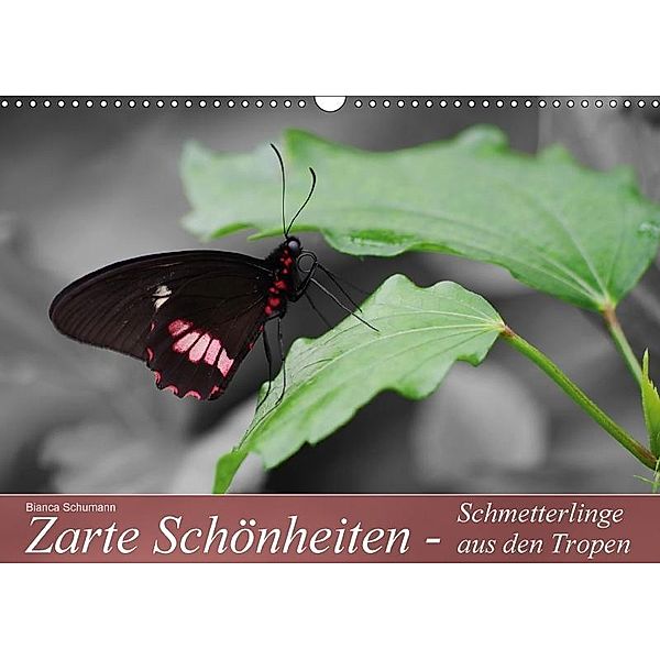 Zarte Schönheiten - Schmetterlinge aus den TropenAT-Version (Wandkalender 2017 DIN A3 quer), Bianca Schumann