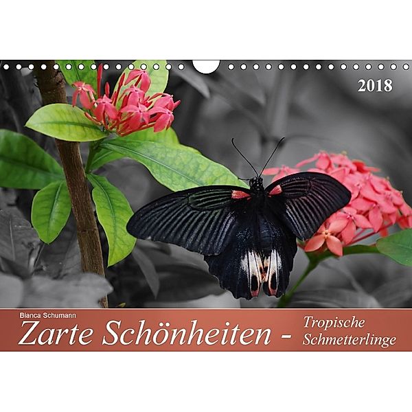 Zarte Schönheiten - Tropische SchmetterlingeCH-Version (Wandkalender 2018 DIN A4 quer), Bianca Schumann